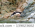 Shinstrap Penguins in the snow 139023602
