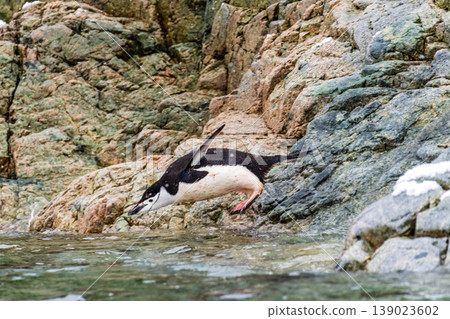 Shinstrap Penguins in the snow 139023602