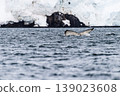 Tail of a humpback whale in the Antarctic 139023608
