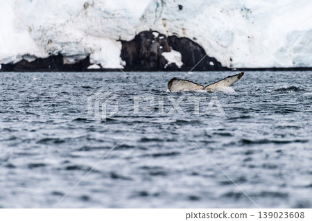 Tail of a humpback whale in the Antarctic Tail of a humpback whale in the Antarctic 139023608