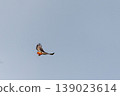 Augur Buzzard in Lake Nakuru 139023614