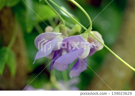 卡拉卡拉花 卡拉卡拉花 139023629