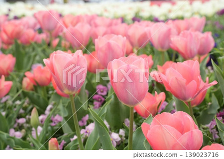 Beautiful pink tulips in a spring scene Beautiful pink tulips in a spring scene 139023716