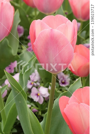 Beautiful pink tulips in a spring scene Beautiful pink tulips in a spring scene 139023717