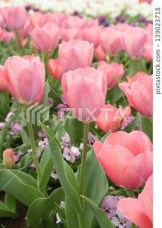 Beautiful pink tulips in a spring scene Beautiful pink tulips in a spring scene 139023718