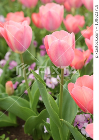 Beautiful pink tulips in a spring scene Beautiful pink tulips in a spring scene 139023719