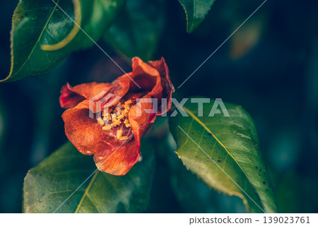 Withering camellia Withering camellia 139023761