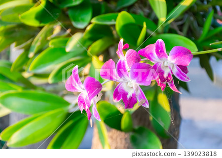 Close up of pink orchid flowers blooming on green plant soft natural light garden background vibrant color delicate petals tropical beauty Close up of pink orchid flowers blooming on green plant soft natural light garden background vibrant color delicate petals tropical beauty 139023818