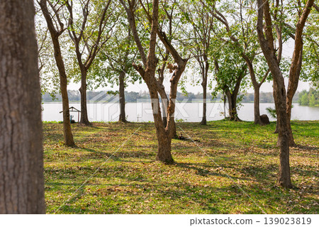 Trees beside calm lake with sunlight casting shadows on grassy ground peaceful park setting with natural greenery outdoor environment relaxing atmosphere 139023819