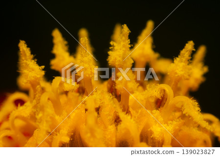 Extreme macro of yellow flower pollen and stamens with soft focus background vibrant texture botanical detail natural beauty closeup floral structure Extreme macro of yellow flower pollen and stamens with soft focus background vibrant texture botanical detail natural beauty closeup floral structure 139023827