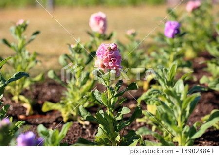 Cute stock flowers 139023841