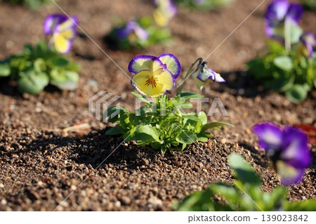 可愛的中提琴花 可愛的中提琴花 139023842