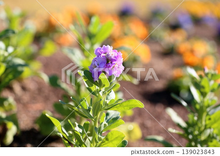 Refreshing Stock Flowers Refreshing Stock Flowers 139023843