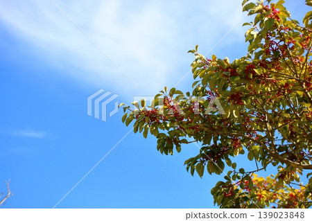 Red berries on a Japanese holly tree Red berries on a Japanese holly tree 139023848