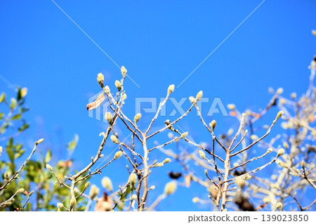 Flower bud of Shidecabushi Flower bud of Shidecabushi 139023850