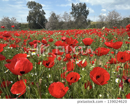 Spring bloom of wild poppies (Papaver) 139024620