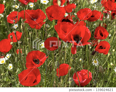 Spring bloom of wild poppies (Papaver) Spring bloom of wild poppies (Papaver) 139024621