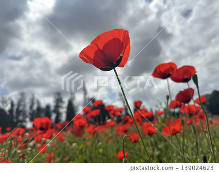 Spring bloom of wild poppies (Papaver) Spring bloom of wild poppies (Papaver) 139024623