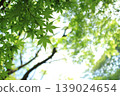 Maple leaves, fresh green leaves, summer background 139024654