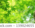 Maple leaves, fresh green leaves, summer background 139024655