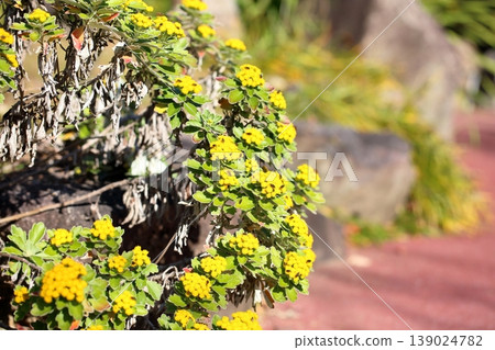 清新怡人的海邊菊花 清新怡人的海邊菊花 139024782