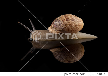 Snail on Black Background Studio Shot. Snail on Black Background Studio Shot. 139024804