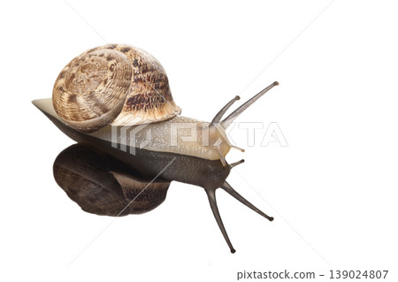 Snail on White Background Studio Shot.  139024807