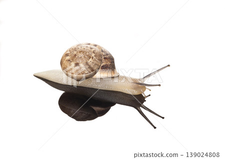 Snail on White Background Studio Shot. Snail on White Background Studio Shot. 139024808