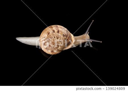 Snail on Black Background Studio Shot.  139024809