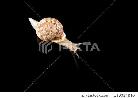 Snail on Black Background Studio Shot.  139024810