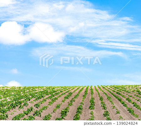 The refreshing blue sky of early summer and the scenery of crops growing in the vast fields of Biei, Hokkaido. The refreshing blue sky of early summer and the scenery of crops growing in the vast fields of Biei, Hokkaido. 139024824