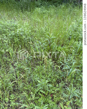 Weeds Weeds 139024948