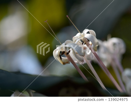Crelodendrum / Quadriloclare Crelodendrum / Quadriloclare 139024975