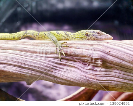 Small Green Serpent On Tree Branch. Green Anole Resting Calmly On Branch With Subtle Background Texture Small Green Serpent On Tree Branch. Green Anole Resting Calmly On Branch With Subtle Background Texture 139024991