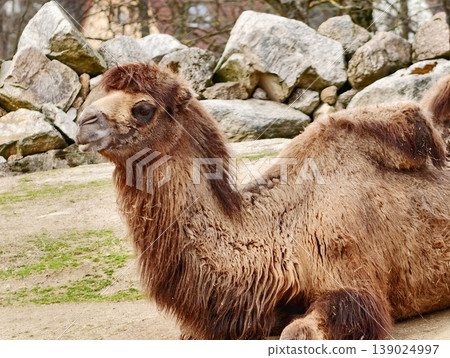 Brown Camel Rests Peacefully Against Stone Wall. Closeup Of Camel With Textured Fur In Desert Landscape Brown Camel Rests Peacefully Against Stone Wall. Closeup Of Camel With Textured Fur In Desert Landscape 139024997