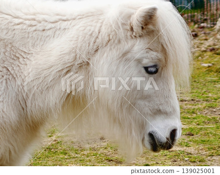Closeup Of Tranquil Horse. Peaceful Horse With Vivid Blue Eye And Gentle Expression Amid Nature Closeup Of Tranquil Horse. Peaceful Horse With Vivid Blue Eye And Gentle Expression Amid Nature 139025001