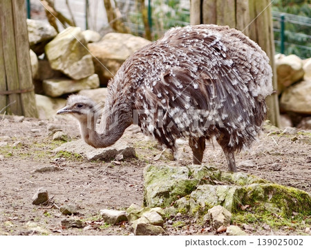 Relaxed Flightless Rhea Strolls Through Rocky Environment With Calm Demeanor And Earthy Colors Relaxed Flightless Rhea Strolls Through Rocky Environment With Calm Demeanor And Earthy Colors 139025002