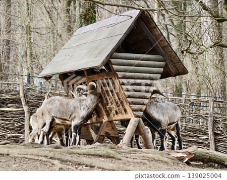 Wild Deer Gathered Near Shelter. Reserving Habitat With Winter Feeding For Wildlife Conservation Wild Deer Gathered Near Shelter. Reserving Habitat With Winter Feeding For Wildlife Conservation 139025004