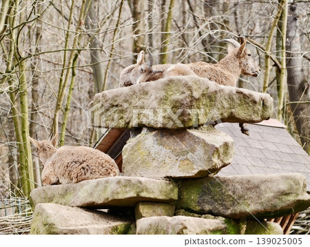 Small Antelopes Rest Among Stones. Quiet Antelope Group Camouflages Amidst Rocky Forest Setting Small Antelopes Rest Among Stones. Quiet Antelope Group Camouflages Amidst Rocky Forest Setting 139025005
