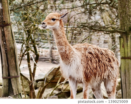 Llama In Enclosure. Curious Llama With Thick Wool And Tall Neck Gazes From Rustic Enclosure In Sunlight Llama In Enclosure. Curious Llama With Thick Wool And Tall Neck Gazes From Rustic Enclosure In Sunlight 139025009
