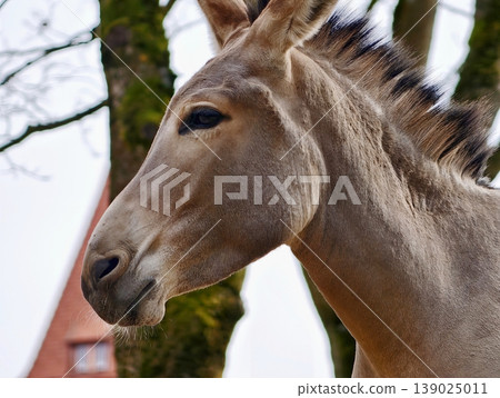 Tranquil Donkey Face Showing Attentiveness And Patience In Rustic Environment With Soft Illumination Tranquil Donkey Face Showing Attentiveness And Patience In Rustic Environment With Soft Illumination 139025011
