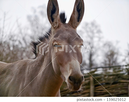 Mountain Goat Stance. Sturdy Wild Goat With Spiraled Horns Stands Proudly On Rugged Highland Slopes Mountain Goat Stance. Sturdy Wild Goat With Spiraled Horns Stands Proudly On Rugged Highland Slopes 139025012