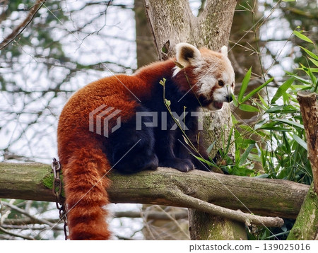 Calm Red Panda Munching Bamboo On Tree Branch. Serene Red Panda Consuming Bamboo Amid Lush Leafy Canopy Calm Red Panda Munching Bamboo On Tree Branch. Serene Red Panda Consuming Bamboo Amid Lush Leafy Canopy 139025016