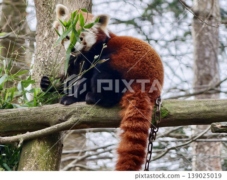 Serene Red Panda Resting Peacefully. Peaceful Red Panda Reclining On Tree Branch With Fluffy Tail 139025019