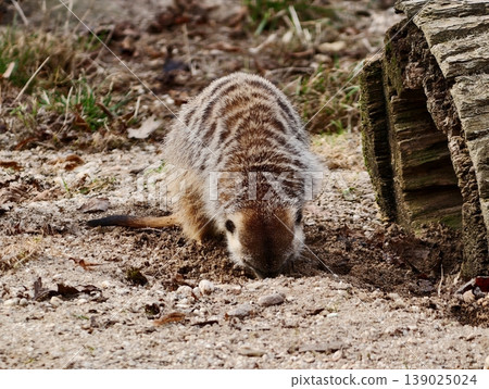 Small Animal Hunting Near Tunnel. Colorful Creature Snuffling Ground Inside Zoo Enclosure Scene Small Animal Hunting Near Tunnel. Colorful Creature Snuffling Ground Inside Zoo Enclosure Scene 139025024