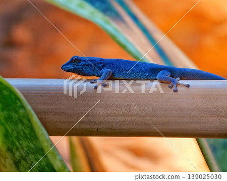 Tropical Scene With Vibrant Sunset And Anole. Calm Blue Anole Perched Amid Fiery Twilight Colors Tropical Scene With Vibrant Sunset And Anole. Calm Blue Anole Perched Amid Fiery Twilight Colors 139025030