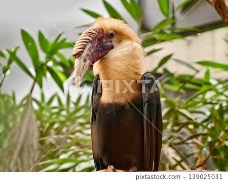 Tropical Hornbill In Vibrant Setting. Exotic Hornbill Bird Showcasing Vivid Plumage And Intense Eye Tropical Hornbill In Vibrant Setting. Exotic Hornbill Bird Showcasing Vivid Plumage And Intense Eye 139025031