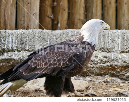 Stoic Bird Guards Its Territory. Bold Bird Perched Calmly Showing Strength And Perseverance Stoic Bird Guards Its Territory. Bold Bird Perched Calmly Showing Strength And Perseverance 139025033