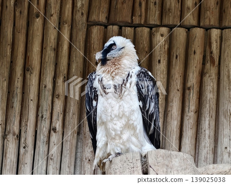 Bird Standing Alert Nearby Bamboo. Graceful Bird Of Prey Maintains Alert Posture Among Bamboo Grasses Bird Standing Alert Nearby Bamboo. Graceful Bird Of Prey Maintains Alert Posture Among Bamboo Grasses 139025038