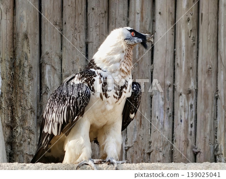 Calm Winged Predator Perched Gracefully With Textured Wooden Background In Peaceful Daylight 139025041